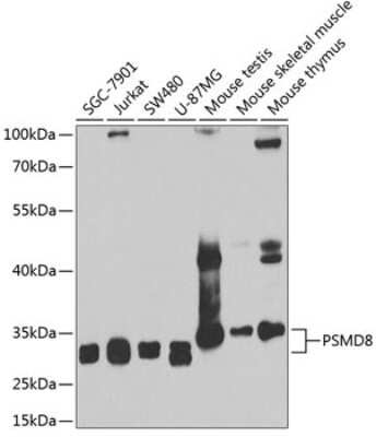 Western Blot: PSMD8 AntibodyBSA Free [NBP2-95230]