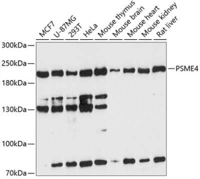 Western Blot: PSME4 AntibodyAzide and BSA Free [NBP2-94690]