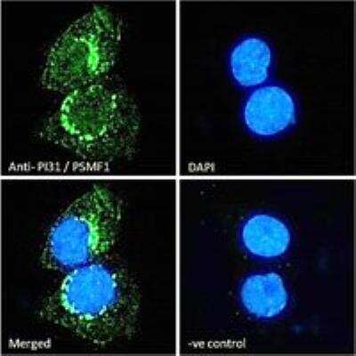 Immunocytochemistry/ Immunofluorescence: PSMF1 Antibody - Isoform 1 [NB100-1178]