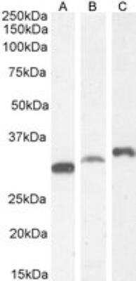 Western Blot: PSMF1 AntibodyIsoform 1 [NB100-1178]