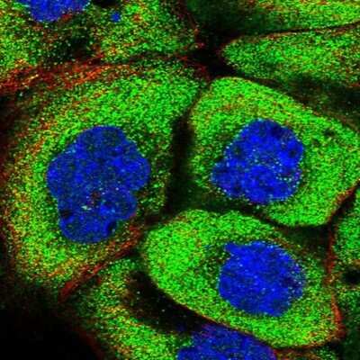 Immunocytochemistry/ Immunofluorescence: PSMF1 Antibody [NBP1-80910]