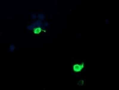 Immunocytochemistry/ Immunofluorescence: PSMF1 Antibody (OTI2D7) - Azide and BSA Free [NBP2-73707]