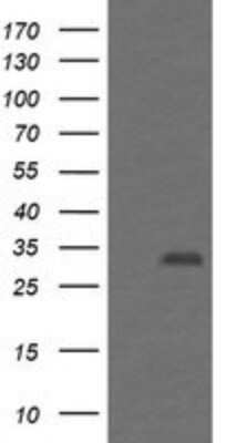 Western Blot: PSMF1 Antibody (OTI2D7)Azide and BSA Free [NBP2-73707]