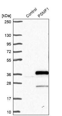 Western Blot: PSMF1 Antibody [NBP1-80910]