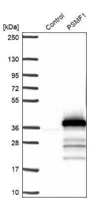 Western Blot: PSMF1 Antibody [NBP1-80911]