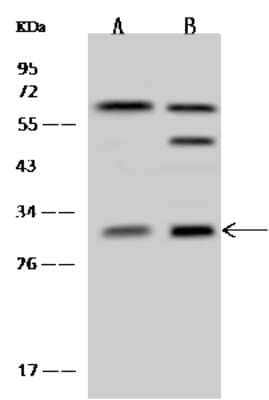 Western Blot: PSMF1 Antibody [NBP2-98614]