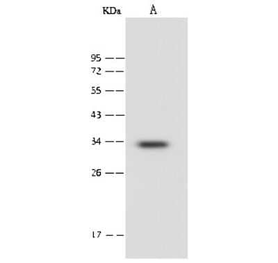 Western Blot: PSMF1 Antibody [NBP2-99618]