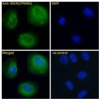 Immunocytochemistry/ Immunofluorescence: PSMG1 Antibody [NBP1-36951]