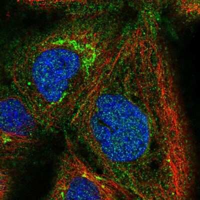 Immunocytochemistry/ Immunofluorescence: PSMG1 Antibody [NBP2-33820]