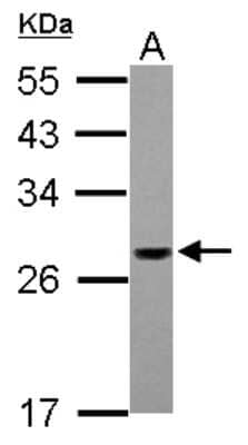 Western Blot: PSMG1 Antibody [NBP2-19994]