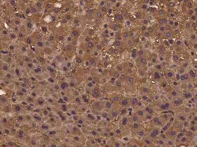 Immunohistochemistry-Paraffin: PSMG3 Antibody [NBP2-97973]