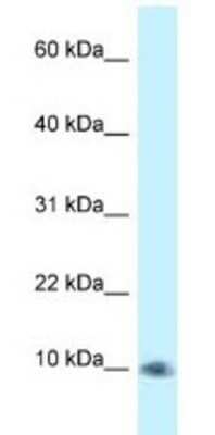 Western Blot: PSMG3 Antibody [NBP1-79828]