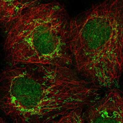 Immunocytochemistry/ Immunofluorescence: PSMG4 Antibody [NBP2-55965]