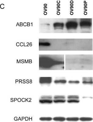 Western Blot: PSP94/MSMB Antibody (3B11) [H00004477-M08]