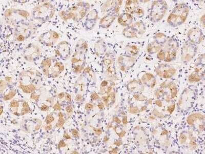 Immunohistochemistry-Paraffin: PSP94/MSMB Antibody [NBP2-97147]