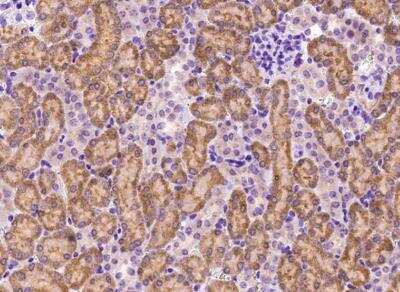 Immunohistochemistry-Paraffin: PSP94/MSMB Antibody [NBP2-99576]