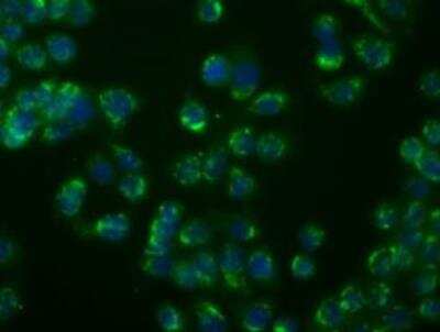 Immunocytochemistry/ Immunofluorescence: PSP94/MSMB Antibody (OTI6C7) - Azide and BSA Free [NBP2-73624]