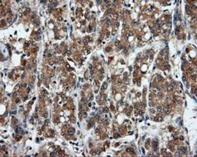 Immunohistochemistry: PSP94/MSMB Antibody (OTI6C7) - Azide and BSA Free [NBP2-73624]