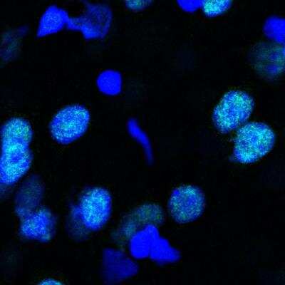 Immunohistochemistry-Frozen: PSPC1 Antibody [NBP1-83801]