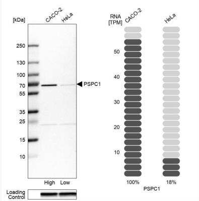 Western Blot: PSPC1 Antibody [NBP1-83801]