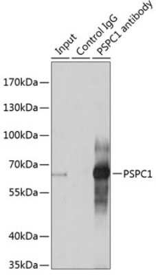 Western Blot: PSPC1 AntibodyAzide and BSA Free [NBP2-93111]