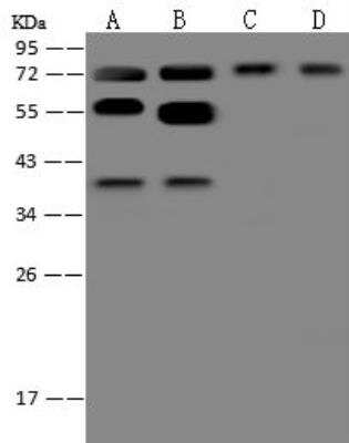 Western Blot: PSPC1 Antibody [NBP3-12643]