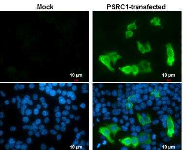 Immunocytochemistry/ Immunofluorescence: PSRC1 Antibody (615) [NBP2-43790]
