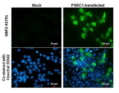 Immunocytochemistry/ Immunofluorescence: PSRC1 Antibody (982) [NBP2-43791]