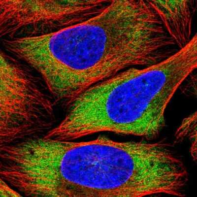 Immunocytochemistry/ Immunofluorescence: PSRC1 Antibody [NBP2-56741]