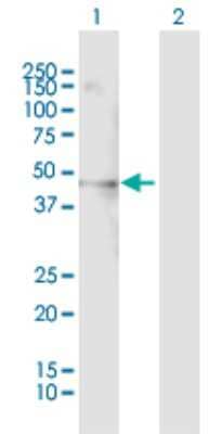 Western Blot: PSRC1 Antibody [H00084722-B01P]