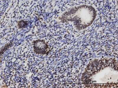 Immunohistochemistry-Paraffin: PSRC2 Antibody (3A3) [H00196441-M07]