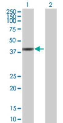 Western Blot: PSRC2 Antibody [H00196441-B01P]