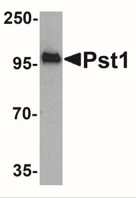 Western Blot: PST1 AntibodyBSA Free [NBP2-41063]