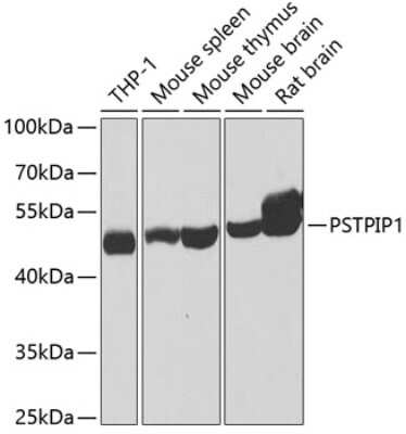 Western Blot: PSTPIP1 AntibodyBSA Free [NBP2-93547]