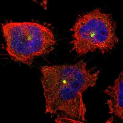 Immunocytochemistry/ Immunofluorescence: PTAR1 Antibody [NBP1-91075]