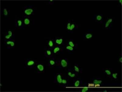 Immunocytochemistry/ Immunofluorescence: PTBP1 Antibody (3H8) [H00005725-M01]