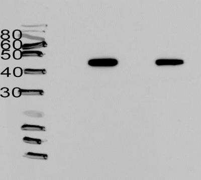 Western Blot: PTBP1 Antibody (3H8) [H00005725-M01]