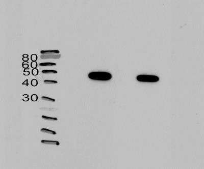 Western Blot: PTBP1 Antibody (3H8) [H00005725-M01]