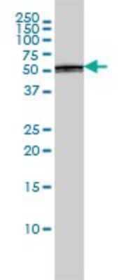 Western Blot: PTBP1 Antibody (3H8) [H00005725-M01]
