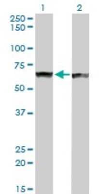 Western Blot: PTBP1 Antibody (3H8) [H00005725-M01]