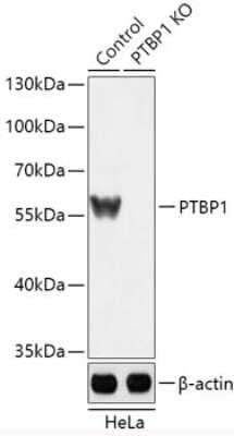 Knockout Validated: PTBP1 Antibody - Azide and BSA Free [NBP3-02956]