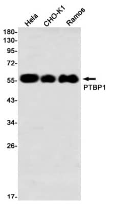 Western Blot: PTBP1 Antibody (S01-1G2) [NBP3-19910]