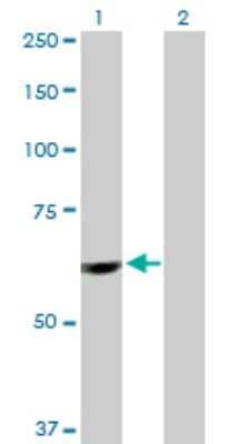 Western Blot: PTBP1 Antibody [H00005725-D01P]