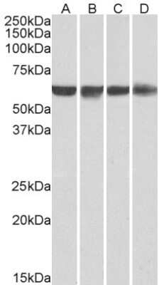 Western Blot: PTBP1 Antibody [NB100-1310]
