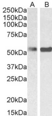 Western Blot: PTBP1 Antibody [NB100-1310]