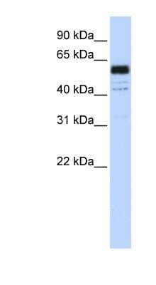 Western Blot: PTBP1 Antibody [NBP1-57124]