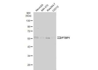 Western Blot: PTBP1 Antibody [NBP2-19996]