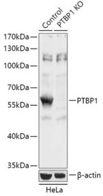 Western Blot: PTBP1 AntibodyAzide and BSA Free [NBP3-03428]