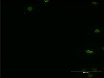 Immunocytochemistry/ Immunofluorescence: PTBP2 Antibody (2B11) [H00058155-M09]
