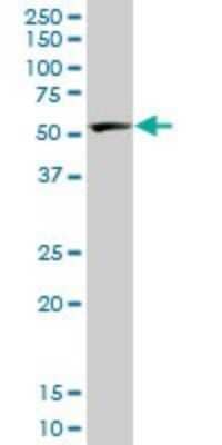 Western Blot: PTBP2 Antibody (2B11) [H00058155-M09]